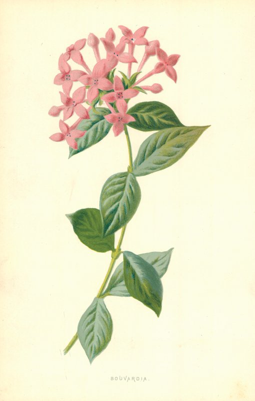 Bouvardia da Frederick Edward Hulme