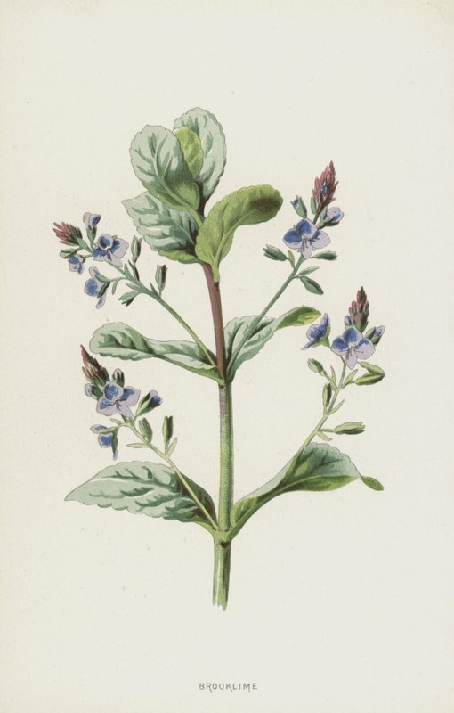 Veronica Beccabunga da Frederick Edward Hulme