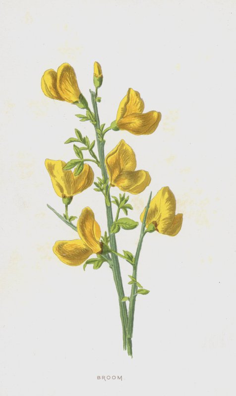 Ginestra da Frederick Edward Hulme