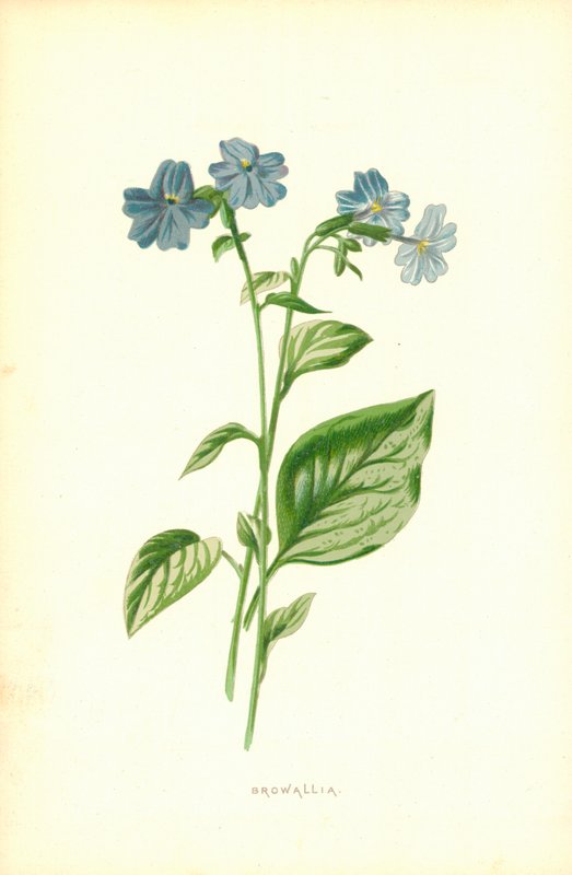 Browallia da Frederick Edward Hulme