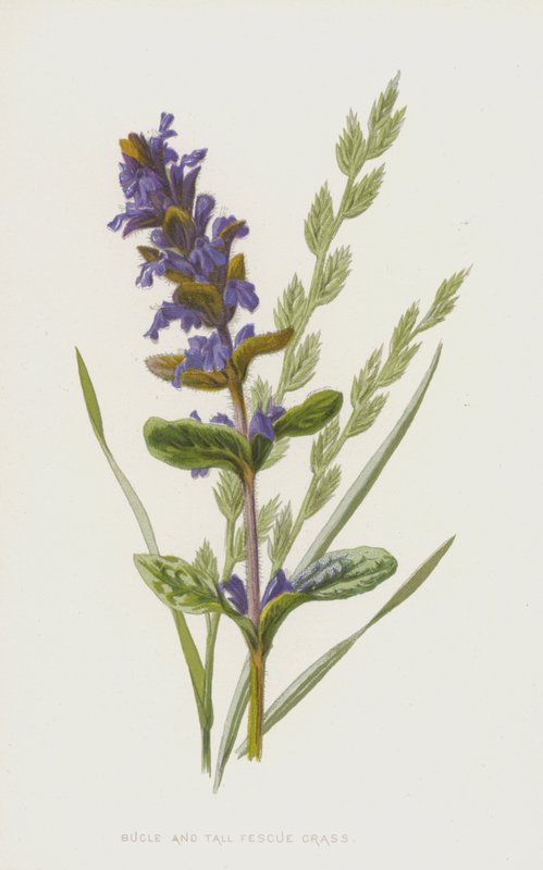 Bugola e festuca alta da Frederick Edward Hulme