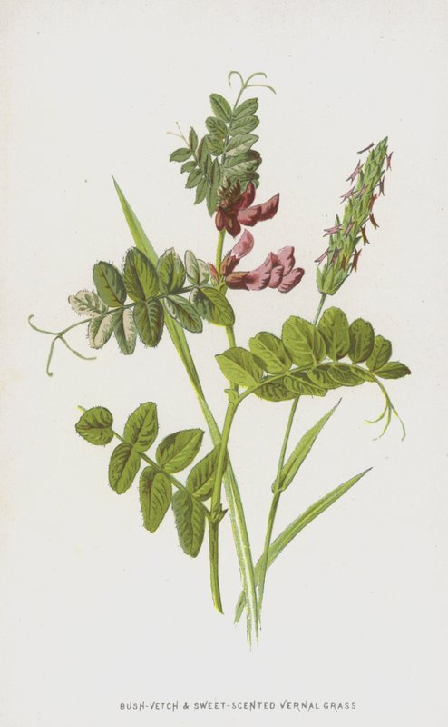 Veccia cespugliosa e erba mazzolina da Frederick Edward Hulme