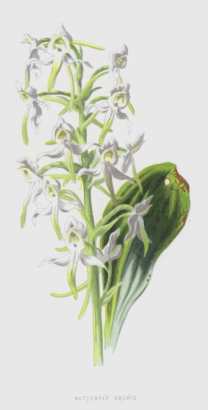 Orchidea farfalla da Frederick Edward Hulme