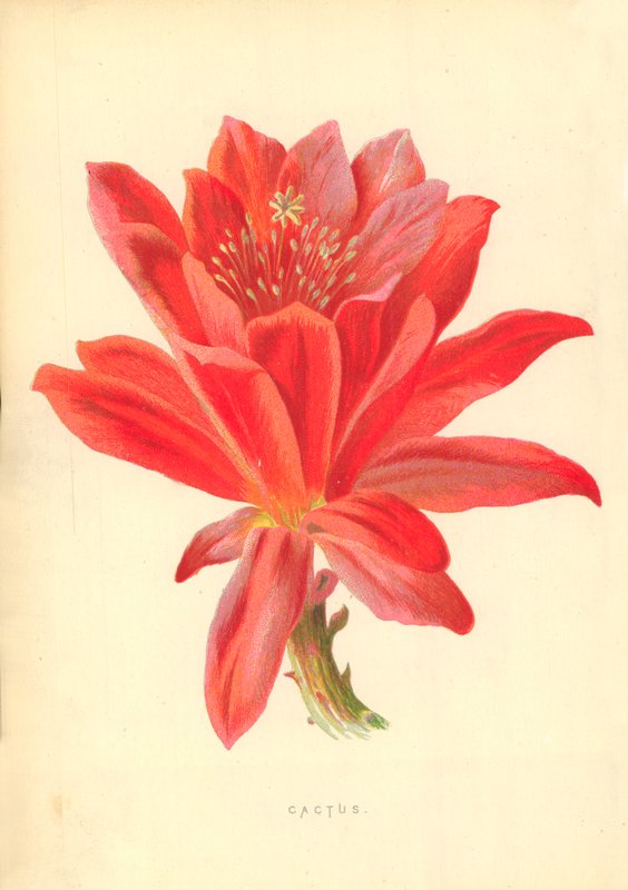 Cactus da Frederick Edward Hulme