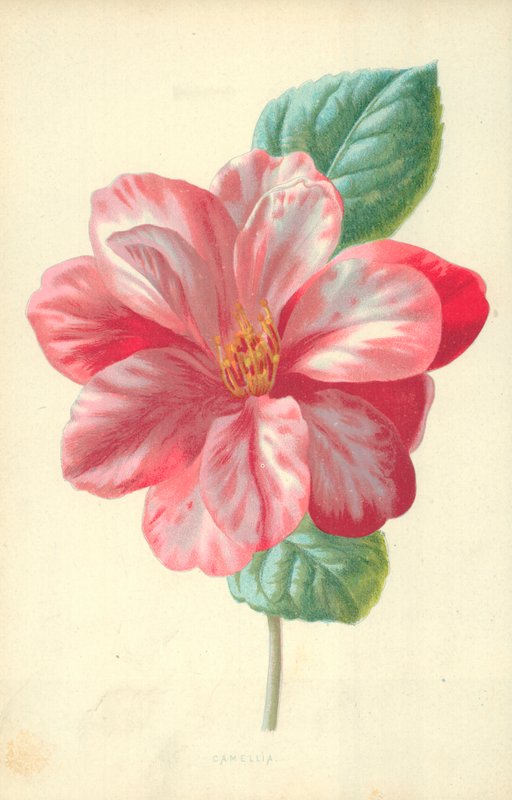 Camelia da Frederick Edward Hulme