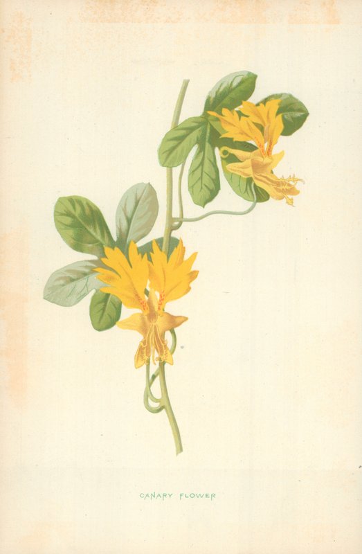 Fiore di canarino da Frederick Edward Hulme