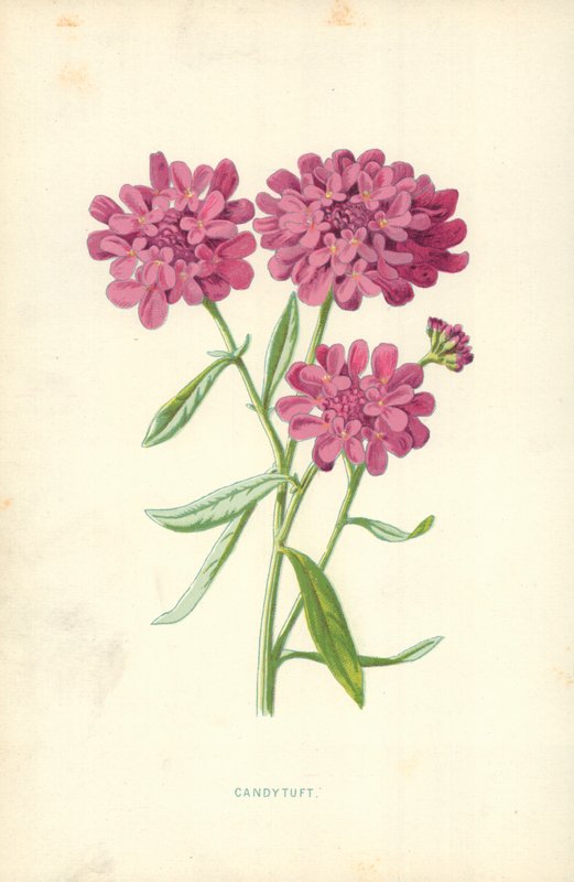Iberis da Frederick Edward Hulme