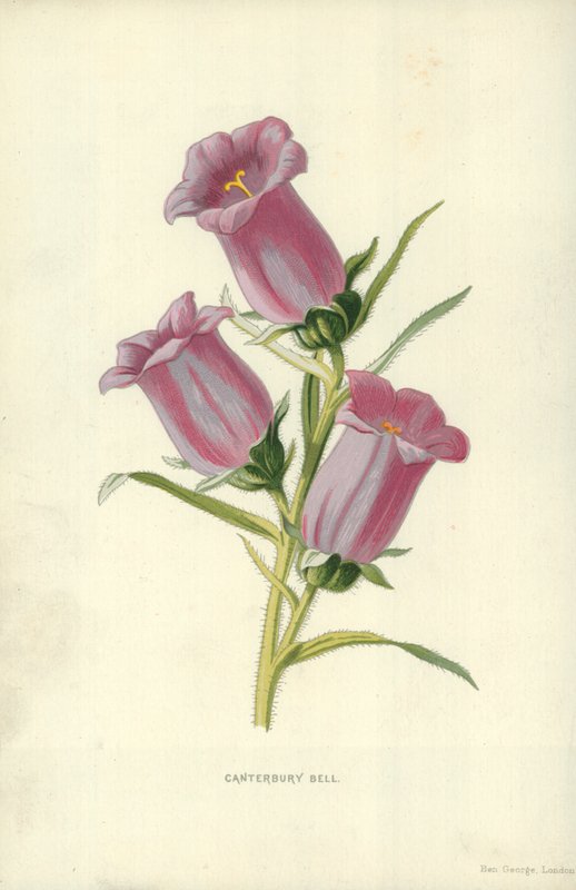 Campanula da Frederick Edward Hulme