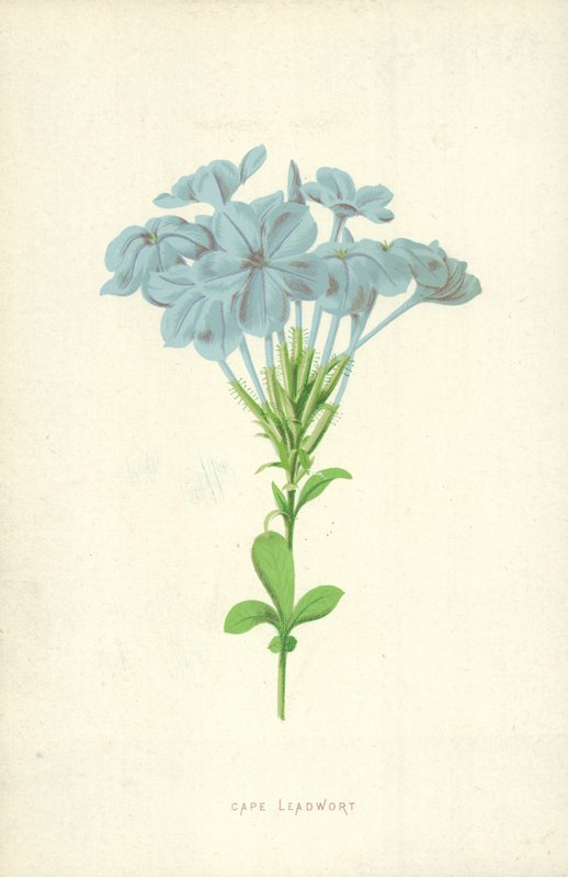 Plumbago del Capo da Frederick Edward Hulme