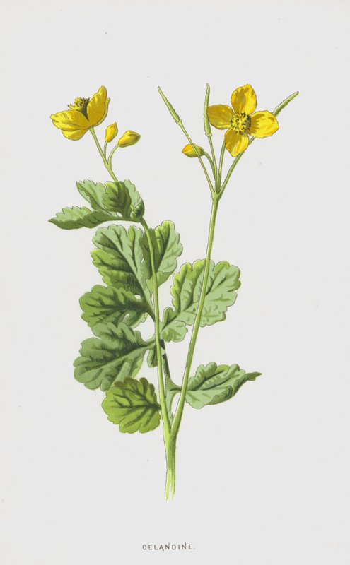 Chelidonia da Frederick Edward Hulme