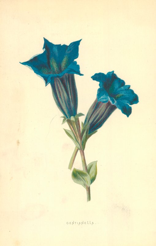 Centianella da Frederick Edward Hulme