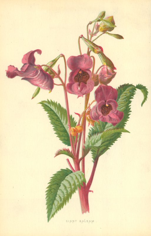 Ciant Balsam da Frederick Edward Hulme