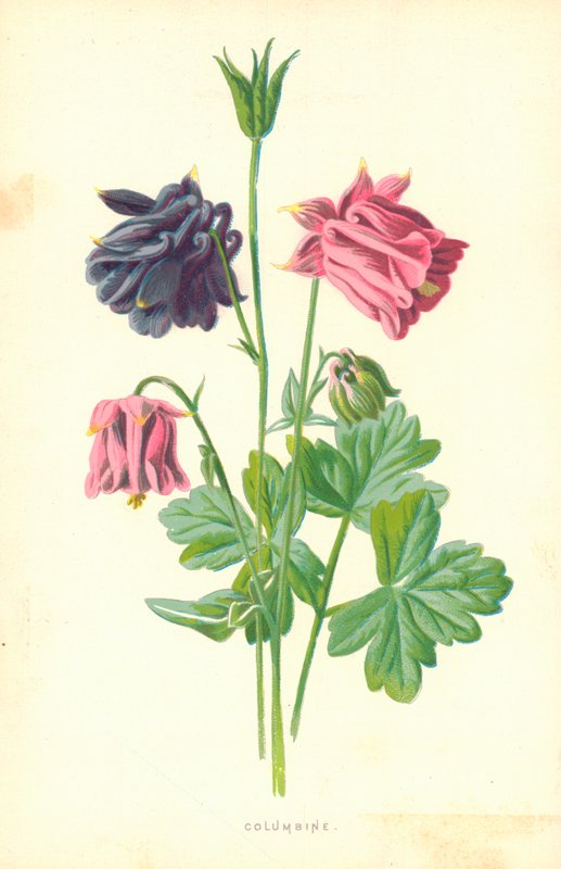 Colombina da Frederick Edward Hulme