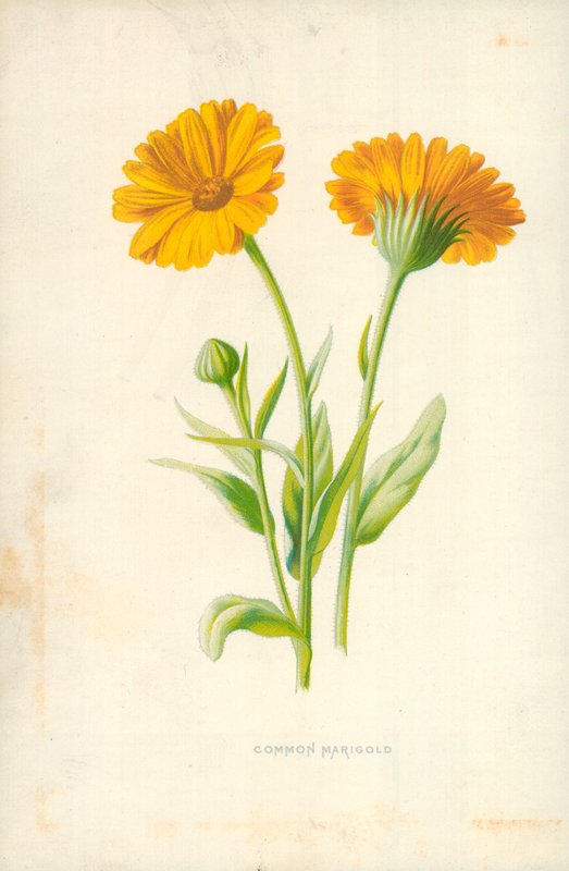 Calendula comune da Frederick Edward Hulme