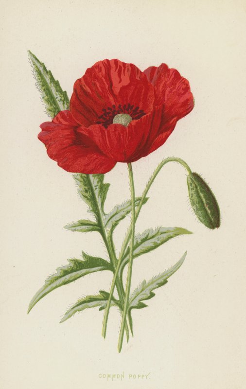 Papavero comune da Frederick Edward Hulme