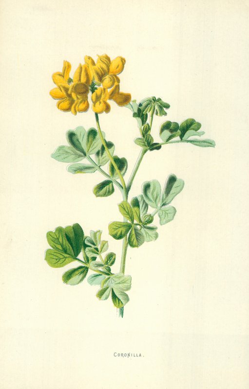 Coronilla da Frederick Edward Hulme