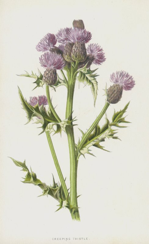 Cardo strisciante da Frederick Edward Hulme