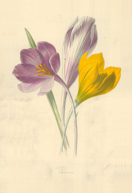 Crocus da Frederick Edward Hulme