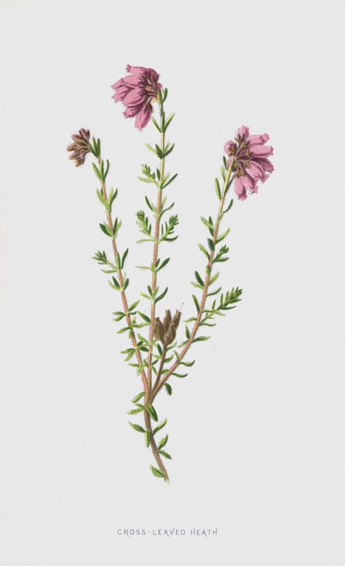 Erica a foglie incrociate da Frederick Edward Hulme