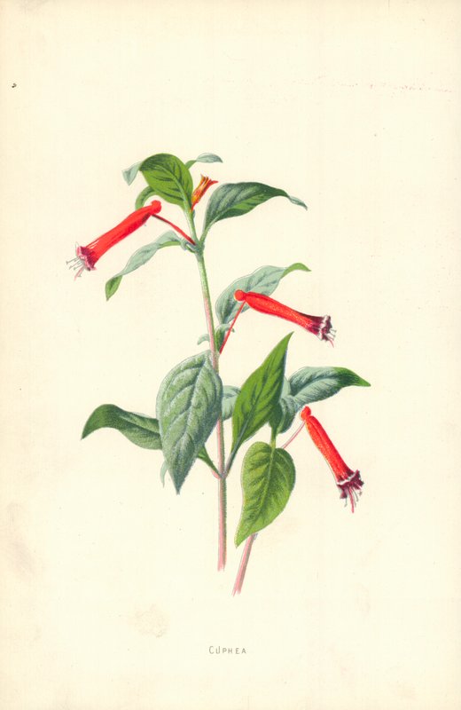 Cuphea da Frederick Edward Hulme