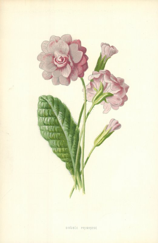 Primula doppia da Frederick Edward Hulme