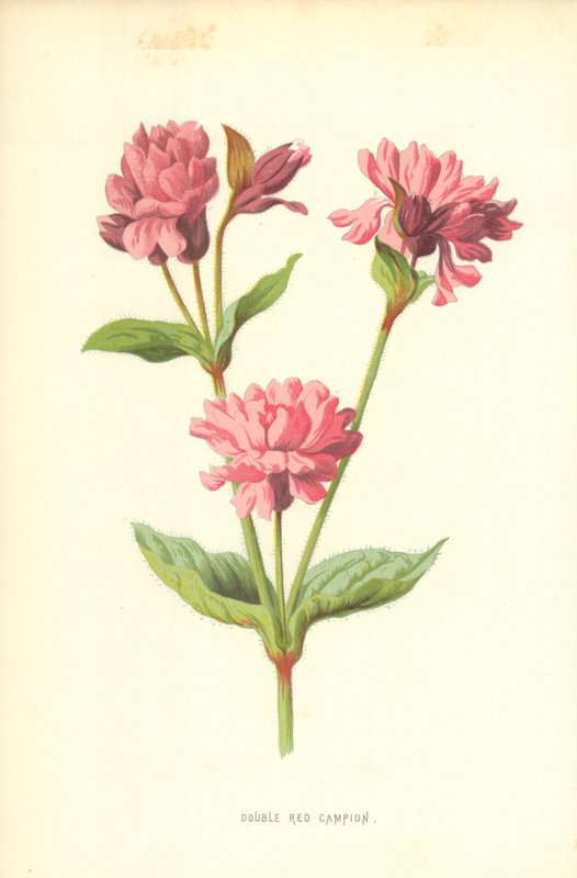 Silene Doppia Rossa da Frederick Edward Hulme