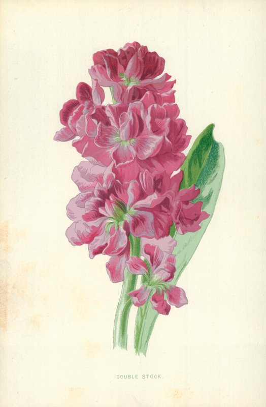 Doppio Stock da Frederick Edward Hulme