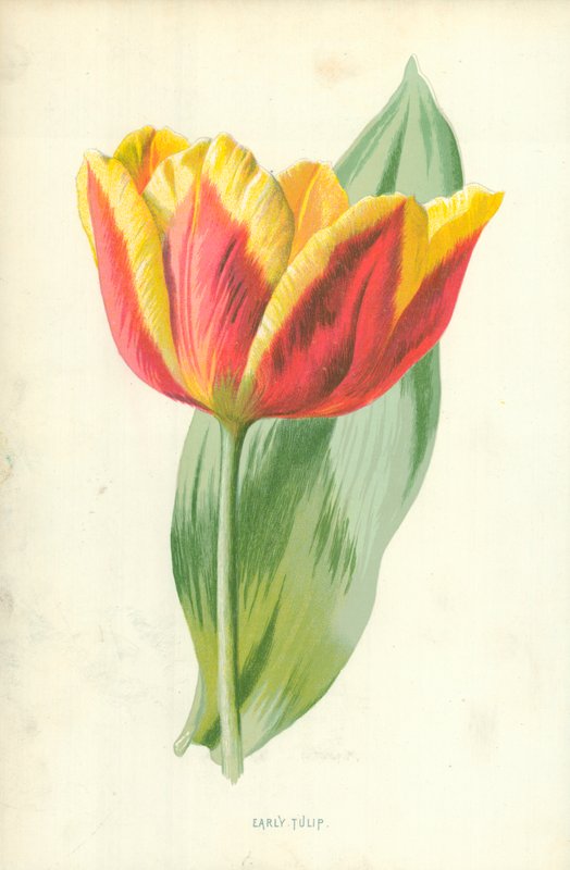 Tulipano precoce da Frederick Edward Hulme