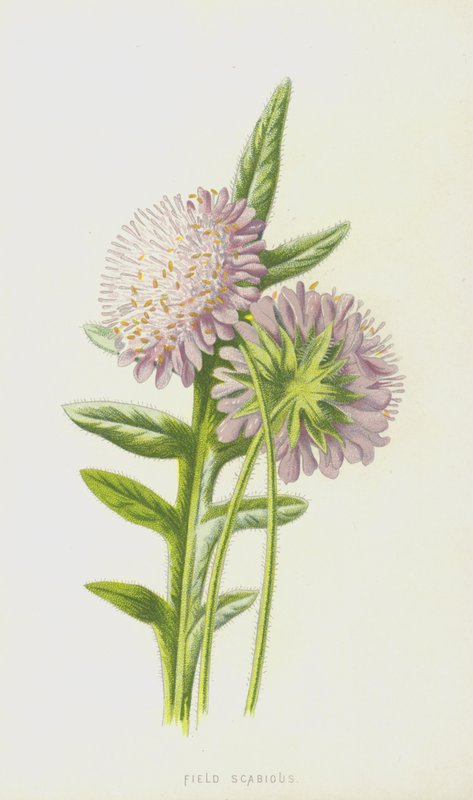 Scabiosa dei campi da Frederick Edward Hulme