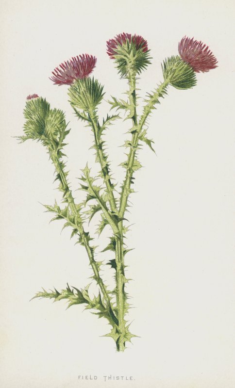 Cardo dei campi da Frederick Edward Hulme