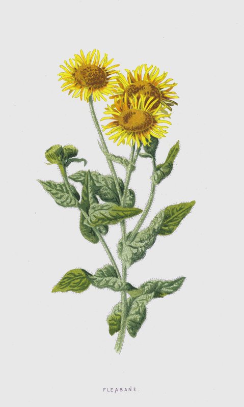 Pulicaria da Frederick Edward Hulme