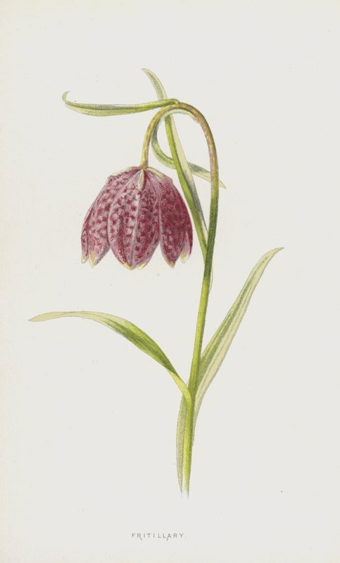 Fritillaria da Frederick Edward Hulme