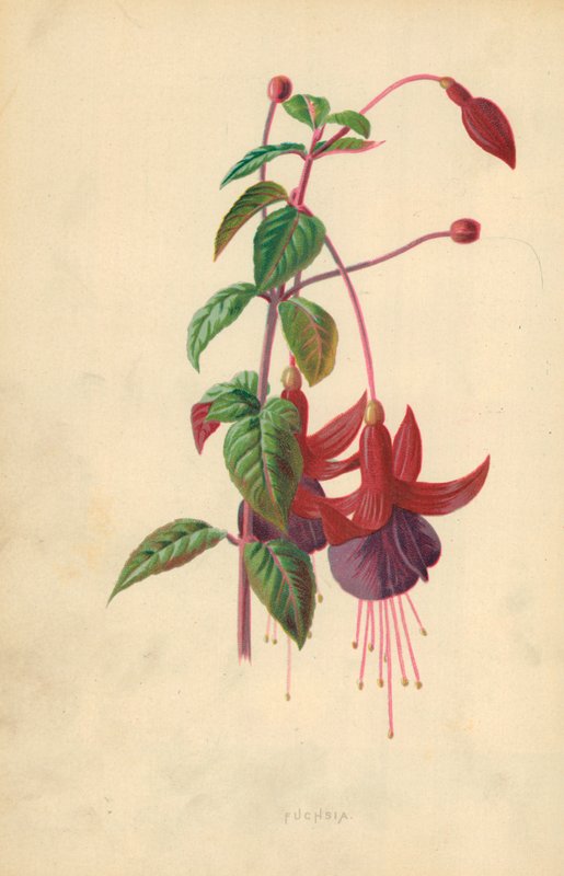 Fucsia da Frederick Edward Hulme