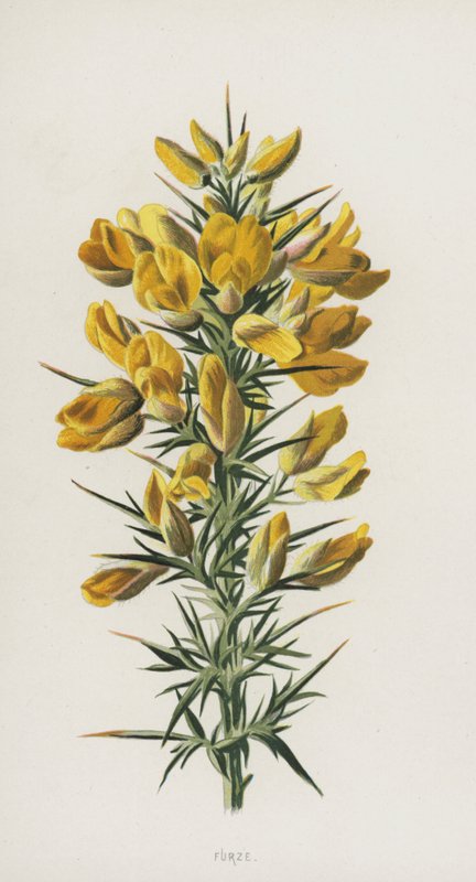 Ginestra da Frederick Edward Hulme