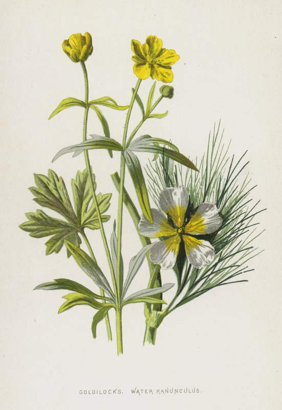 Ranuncolo d