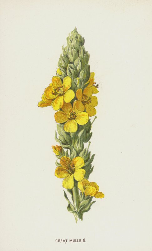 Verbasco da Frederick Edward Hulme