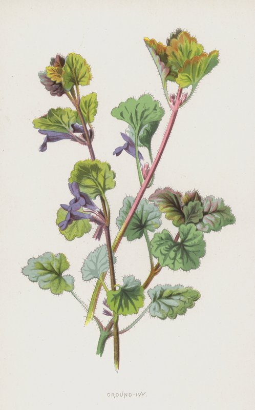 Edera terrestre da Frederick Edward Hulme