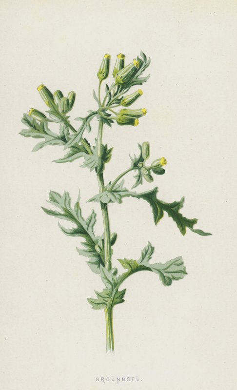Senecio da Frederick Edward Hulme
