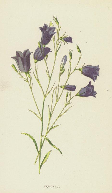 Campanula da Frederick Edward Hulme
