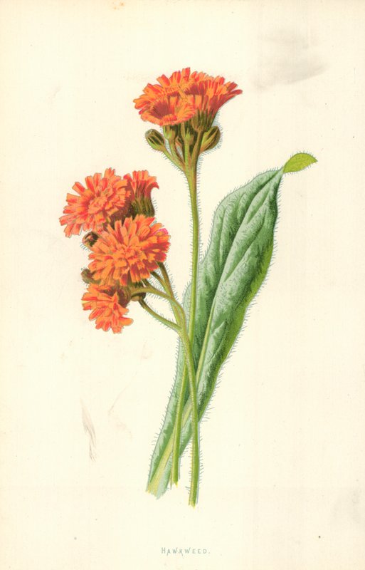 Pilosella da Frederick Edward Hulme