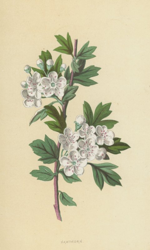 Biancospino da Frederick Edward Hulme