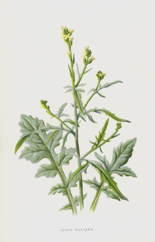 Sinapis arvensis da Frederick Edward Hulme