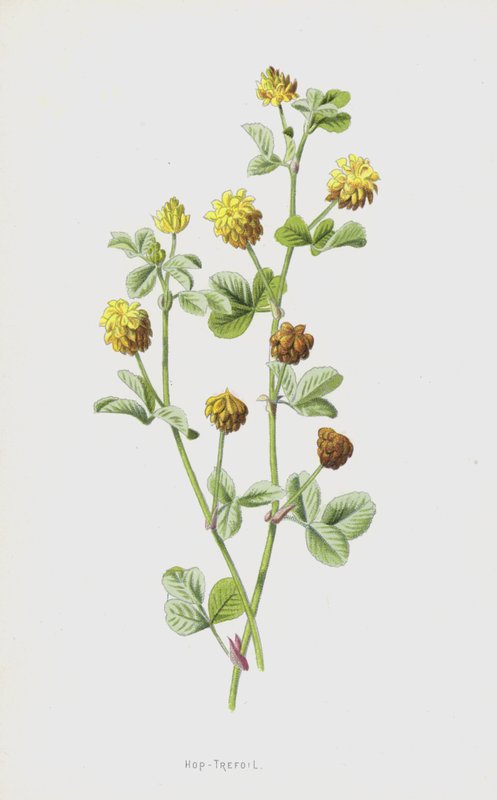 Trifoglio dei prati da Frederick Edward Hulme