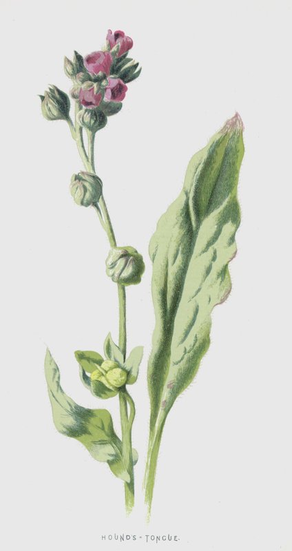 Cynoglossum da Frederick Edward Hulme