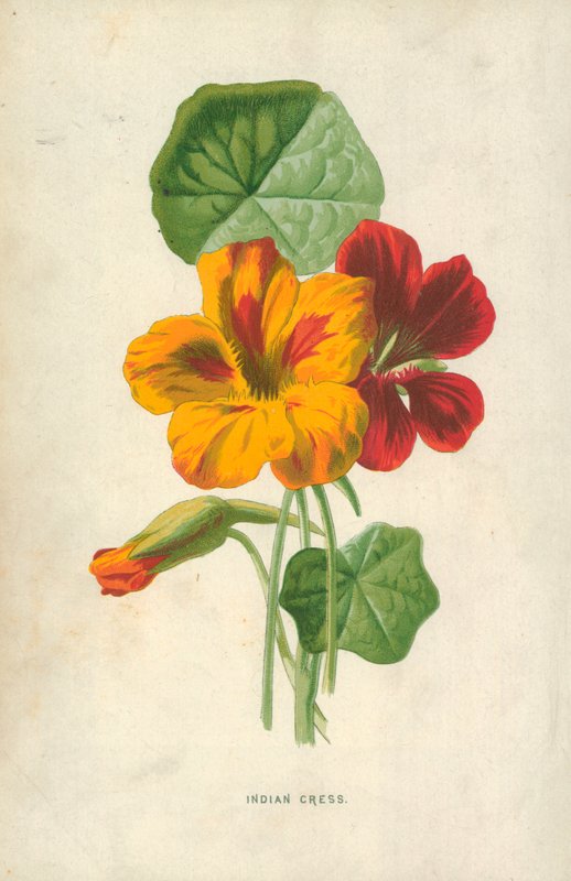 Crescione Indiano da Frederick Edward Hulme