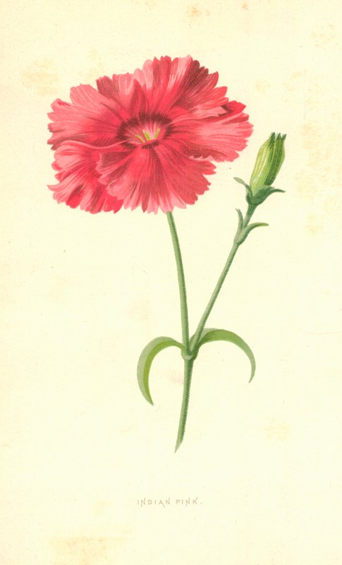 Garofano indiano da Frederick Edward Hulme