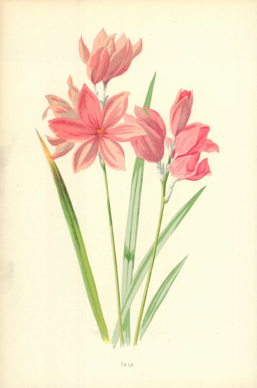 Ixia da Frederick Edward Hulme