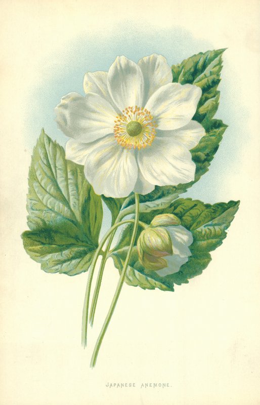 Anemone giapponese da Frederick Edward Hulme