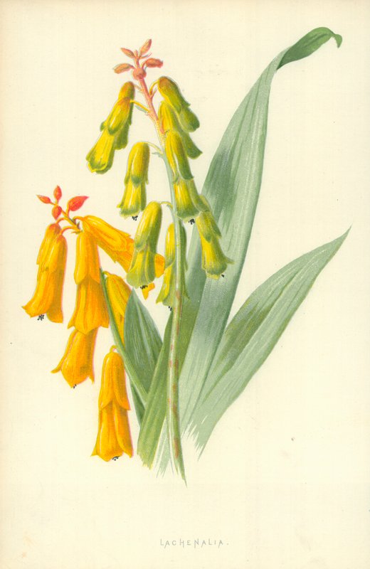 Lachenalia da Frederick Edward Hulme