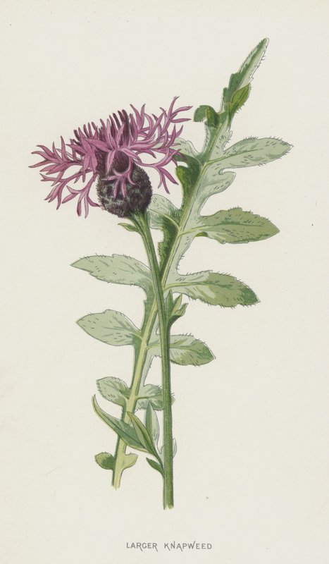 Centaurea Maggiore da Frederick Edward Hulme